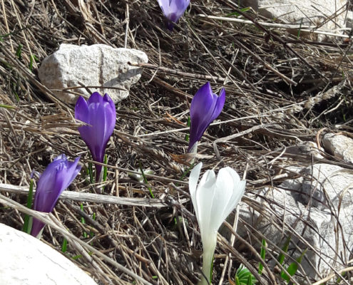 crocus